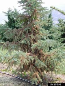 Spider Mite Damage