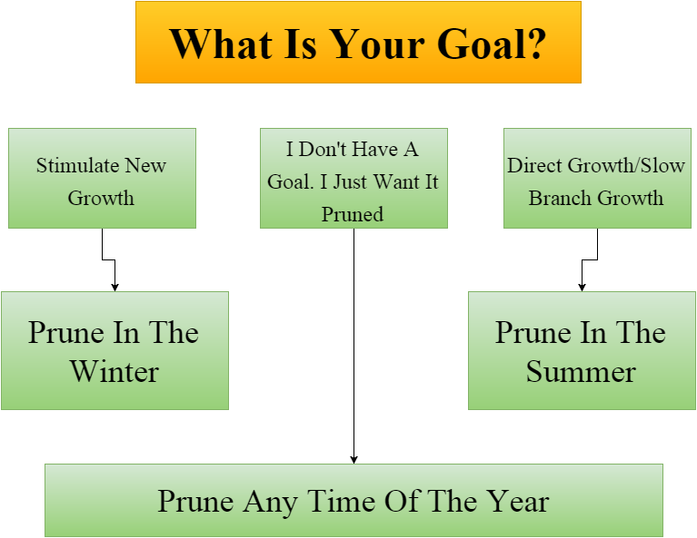 best time to trim trees 1