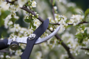 pruning shrubs 2