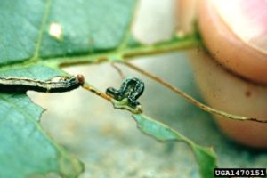 Cankerworm - Defoliating Insect