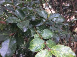 Aphids on Crape Myrtles 2
