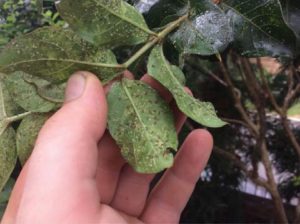 Aphids on Crape Myrtles