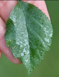 Lecanium Scale -Honeydew