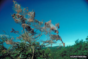 Fall Webworms 2