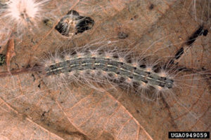 Fall Webworms 1