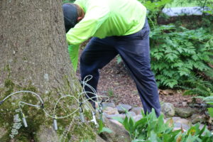 Tree Diseases 9