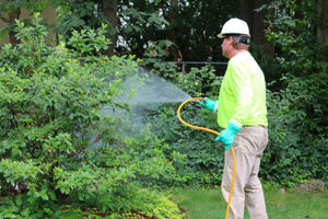 Tree diseases 10