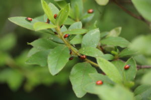 Beneficial Insect Ladybug