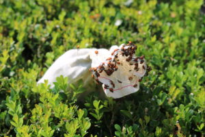 beneficial insects ladybugs 1