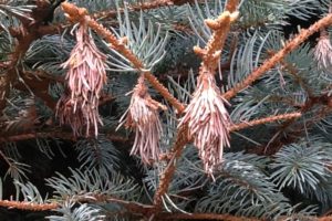 Tree Bugs - Bagworms