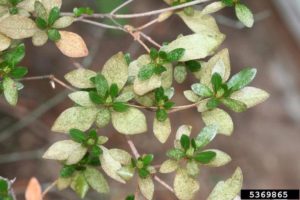 Tree Bugs - Lace Bug