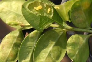 Tree Bugs - Leafminer