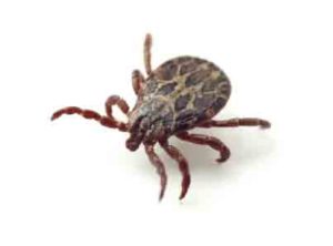 Tree Bugs - Tick