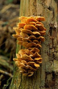 Tree Fungus