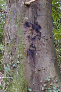 Tree Fungus - Bleeding Canker