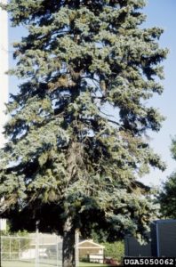 Tree Fungus - Cytospora Canker