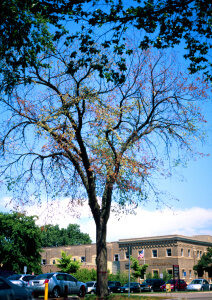 Tree Fungus - Dutch Elm