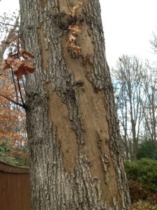 Tree Fungus - Hypoxylon Canker