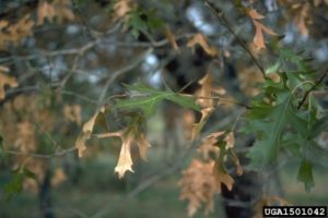 Tree Fungus - Oak Wilt