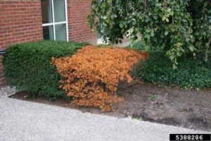 Tree Fungus - Phytophthora Root Rot