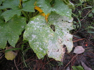Tree Fungus - Powdery Mildew
