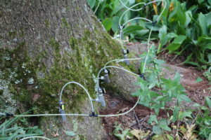 Tree Fungus - Treatment