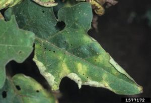 Tree Fungus - Verticillium Wilt