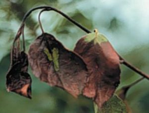 Tree Diseases 4