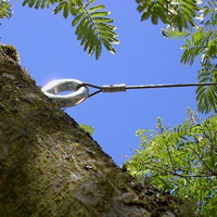 Fall Tree Care 5