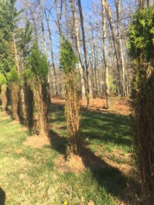 Winter Tree Care - Deer Damage