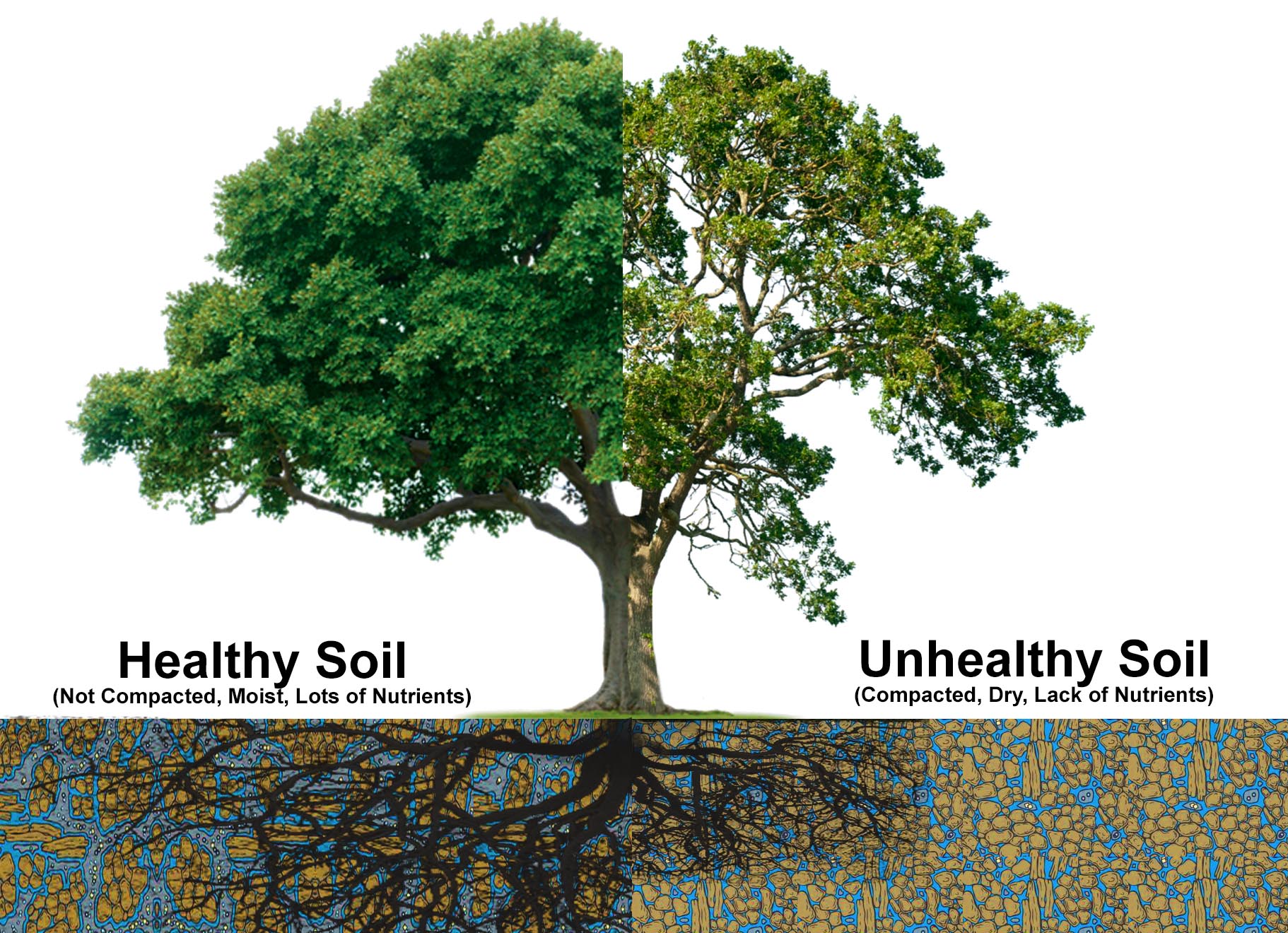 Root Health