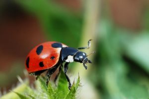 Native LadyBug