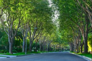 Urban Trees