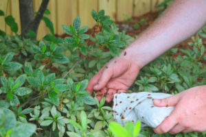 Beneficial Insect Release