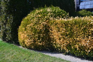 Winter Burn on Boxwoods