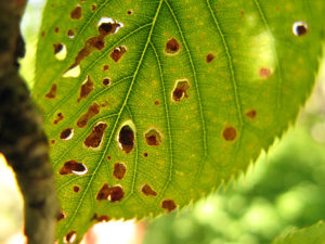 Shot Hole Disease