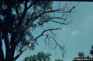 When Is A Good Time To Trim Trees 3