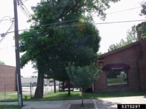 When Is A Good Time To Trim Trees 5