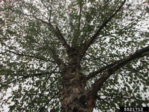When Is A Good Time To Trim Trees 4