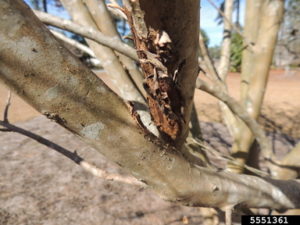 When Is A Good Time To Trim Trees 2
