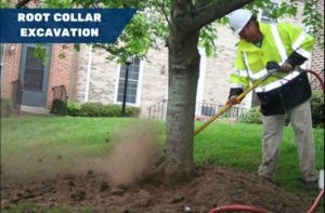 Importance of proper mulching