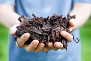5 Most Important Fall Tree Care Tips