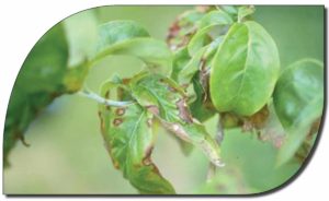 Infected dogwood leaves wilting.
