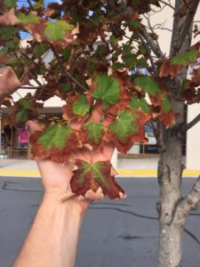 Signs Of Heat Stress - brown leaves
