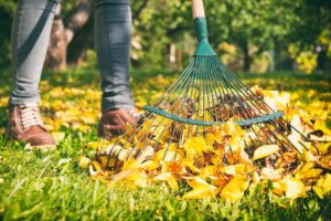 5 Most Important Fall Tree Care Tips