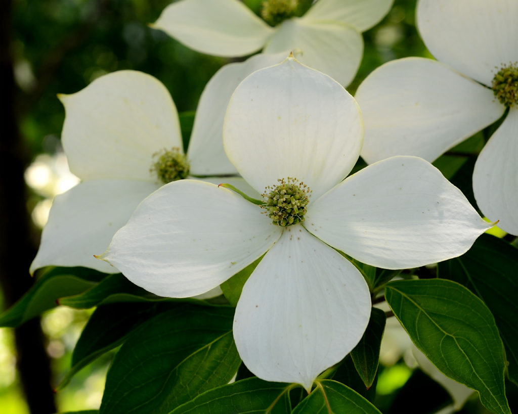 Small Trees - Kousa Dogwood