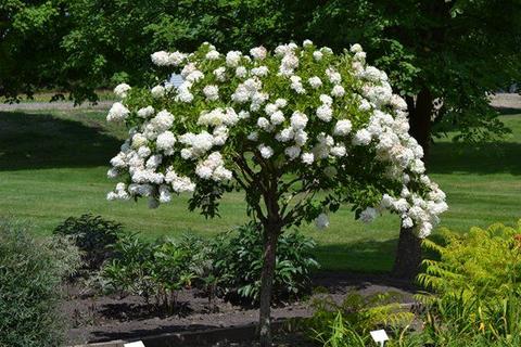 Small Trees - Pee Gee Hydrangea