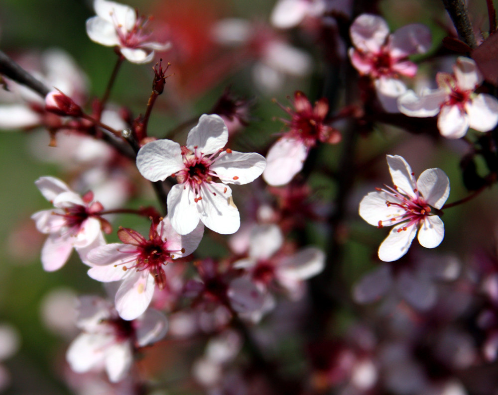 Small Trees - Purple Leaf Sand Cherry
