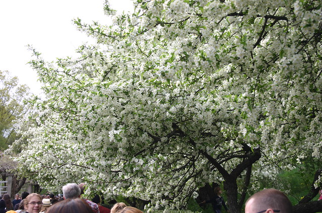 Small Trees - Sargent Crabapple
