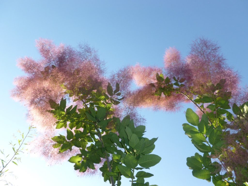Small Trees - Smoketree